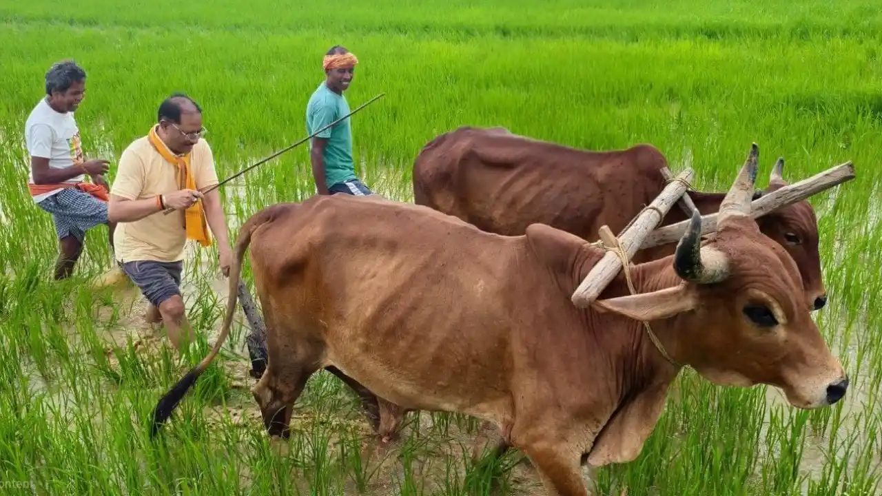 मुख्यमंत्री विष्णुदेव साय ने चलाया हल, कहा- अपने गांव, अपनी माटी और अपने खेत से जुड़ाव का सुख ही अलग है