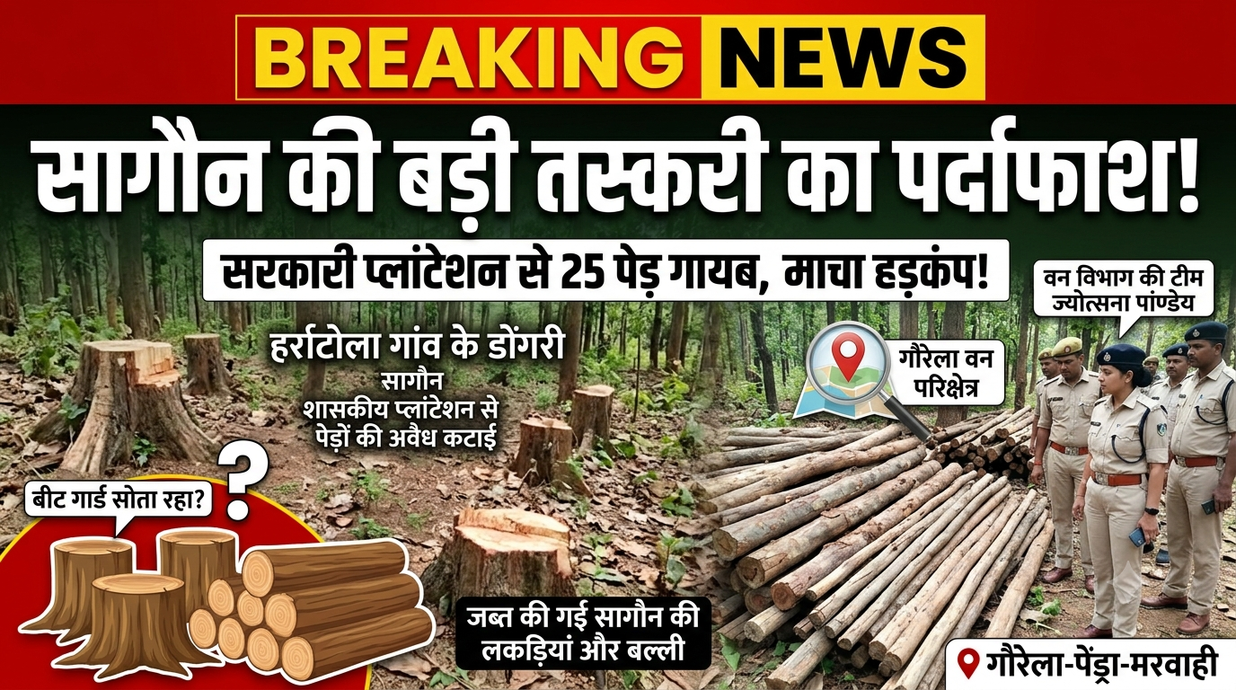 गौरेला-पेंड्रा-मरवाही: शासकीय प्लांटेशन से सागौन के पेड़ों की अवैध कटाई, वन विभाग ने जब्त की लकड़ियां; जांच शुरू